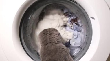 Kedi, bir çamaşır makinesini çalışırken izler.