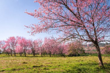 Branch wild Himalayan cherry flower blossom at phu lom lo mountain Thailand