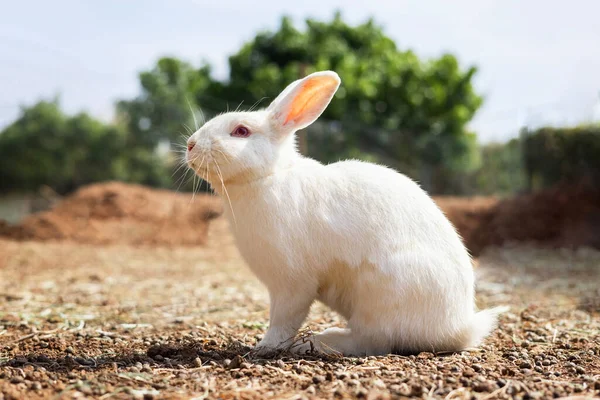 rabbit on the farm and sunshine
