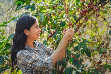 close up Asian women picking coffee berry on coffee tree