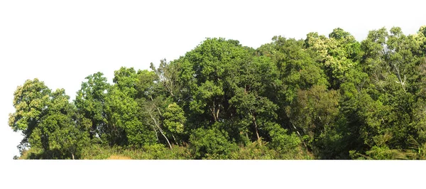 Лінія Зеленого Дерева Ізольована Білому Тлі — стокове фото