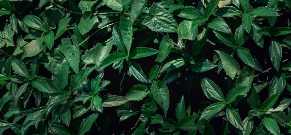 Primer Plano Verde Hoja Oscuro Concepto Naturaleza Hoja Tropical —  Fotos de Stock