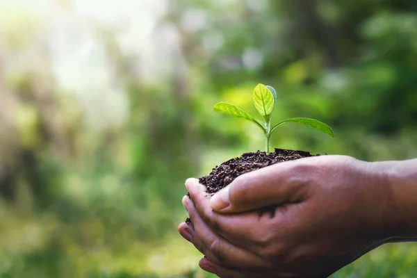 Hand Holding Young Plant Blurred Green Nature Background Sunlight World — Stockfoto
