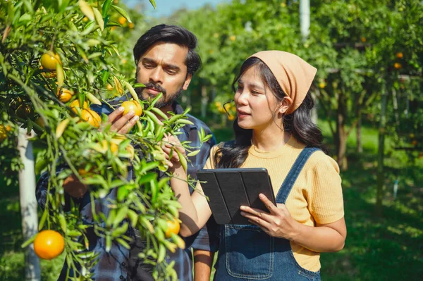 Couple gardener working in orange farm and using digital tablet with biotechnology examining orange on tree