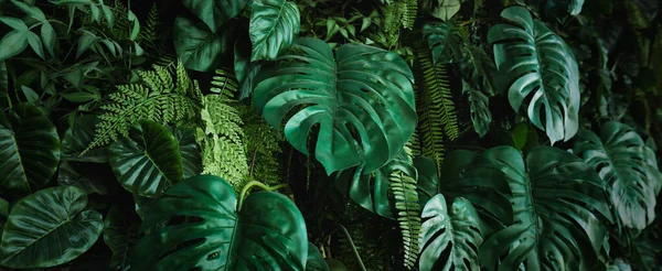 Närbild Grönt Löv Mörk Natur Koncept Tropiska Blad Royaltyfria Stockfoton