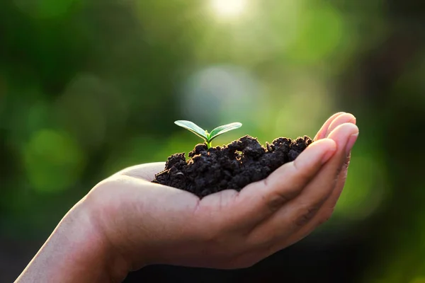 Hand Håller Små Träd För Plantering Koncept Grön Värld Jord — Stockfoto