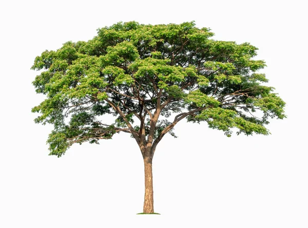 Stora Träd Isolat Vit Bakgrund — Stockfoto