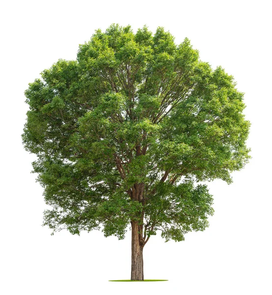 Grande Árvore Isolada Fundo Branco — Fotografia de Stock