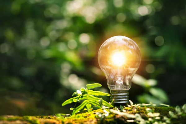 Glühbirne Mit Jungpflanze Auf Erde Und Sonnenschein Energiesparkonzept Der Natur — Stockfoto