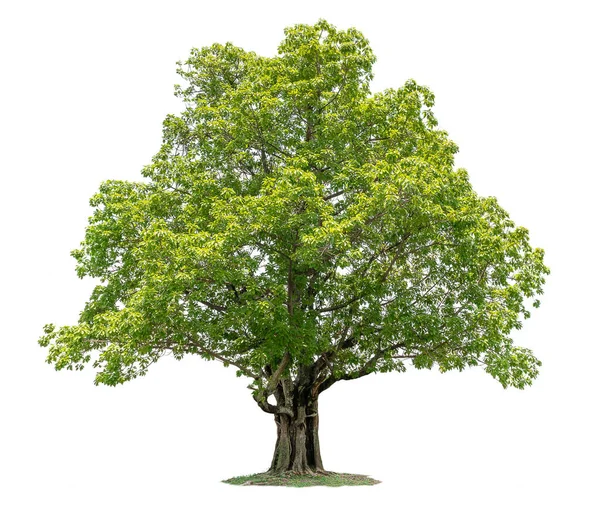 Beyaz Arkaplanda Büyük Ağaç Izole — Stok fotoğraf