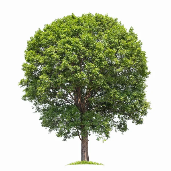 Большое Дерево Изолировать Белом Фоне — стоковое фото