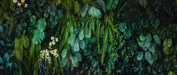 Зеленый Лист Текстуры Листья Листвы Природы Темно Зеленый Фон — стоковое фото