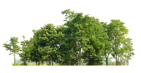 Reihe Von Bäumen Und Sträuchern Isolieren Auf Weißem Hintergrund — Stockfoto