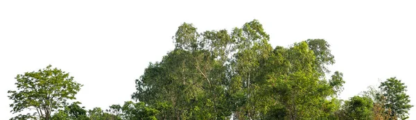 白色背景下隔离的一排树木和灌木 — 图库照片