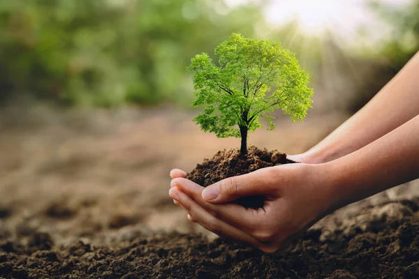 Konsep Eco Earth Day Holdig Tangan Pohon Besar Tumbuh Latar — Stok Foto