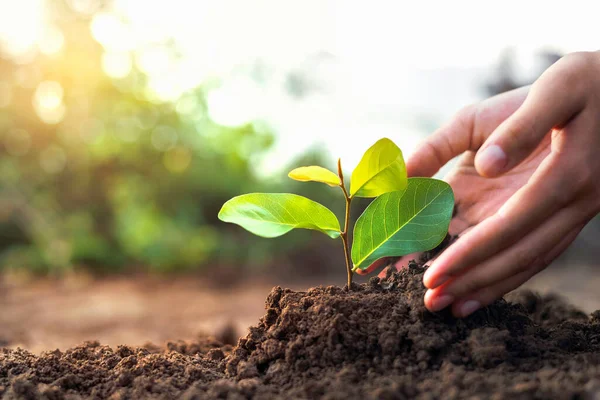 Mão Plantando Uma Pequena Árvore Jardim Com Pôr Sol Conceito — Fotografia de Stock