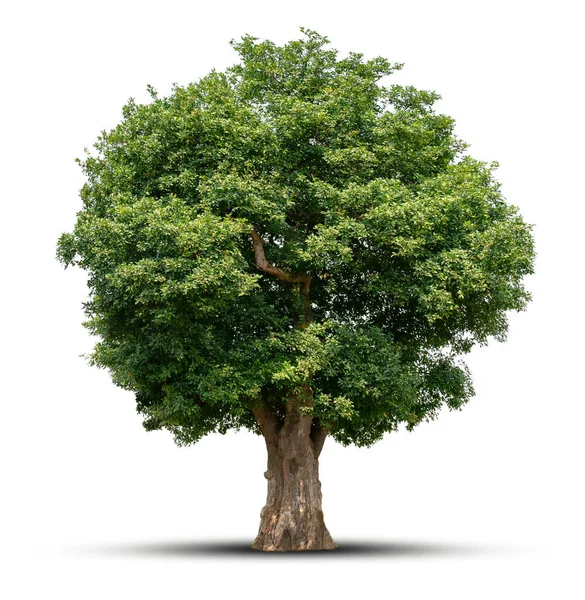 Велике Дерево Ізольовано Білому Тлі Ліцензійні Стокові Зображення