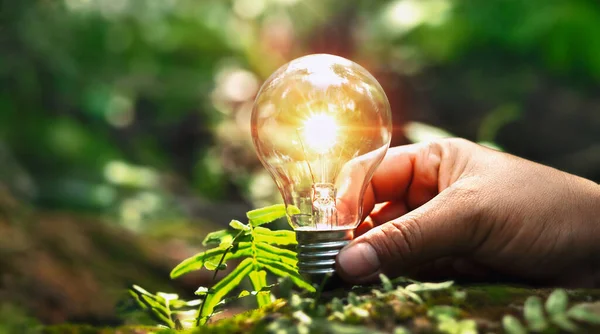 Hand Hält Glühbirne Auf Boden Mit Sonnenschein Konzept Zur Energieeinsparung lizenzfreie Stockfotos
