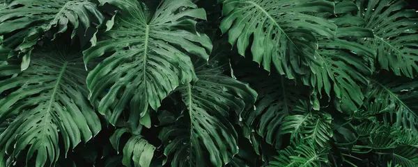 green leaf monstera background texture