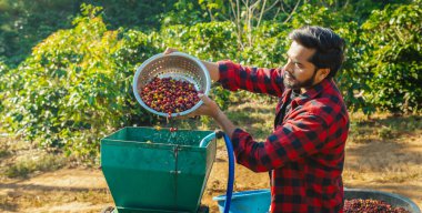 Olgun çiftçi kahvesi ıslak yıkama işlemi