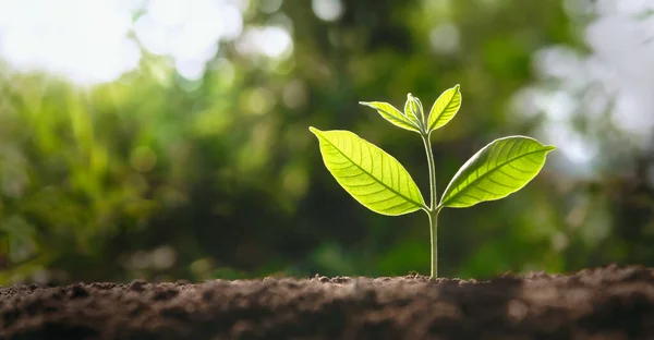 Pequeño Árbol Que Crece Con Sol Jardín Concepto Ecológico Imágenes de stock libres de derechos