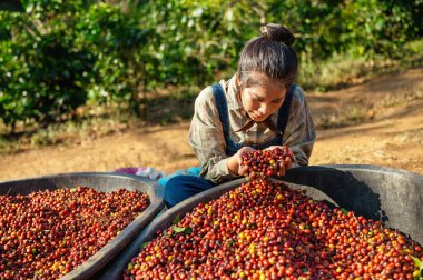 asian woman picking up raw coffee bean at farm