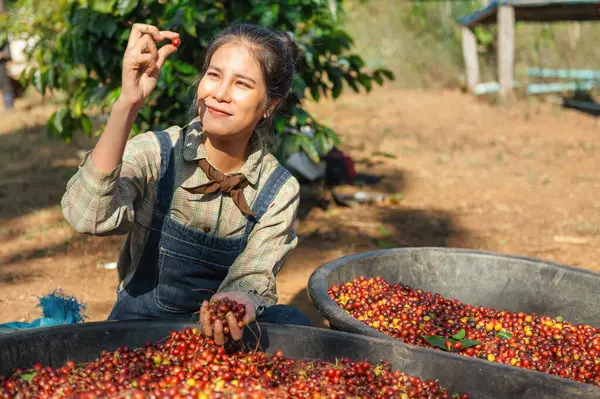 asian woman picking up raw coffee bean at farm