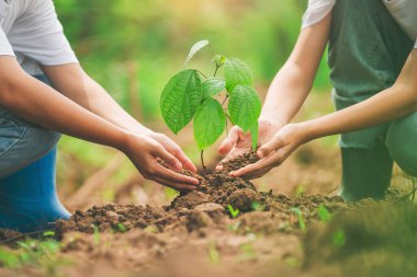 İki kişi birlikte bir ağaç dikiyorlar. Genç bitkiyi yetiştirmek için birlikte çalışan ekip çalışması ve işbirliği kavramı. Ağaç dikme eylemi büyümeyi ve yenilenmeyi simgeler.