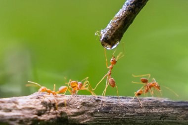Bir grup karınca dereden su içiyorlar. Toplum kavramı ve birlikte çalışan karıncalar arasındaki işbirliği susuzluklarını gidermek için.