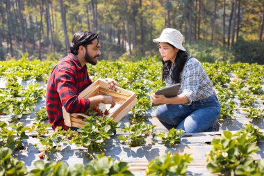 Bir adam ve bir kadın çilek tarlasında çalışıyorlar. Adam sepeti tutuyor, kadın da tableti tutuyor. Sahne huzurlu ve huzurlu, çünkü iki insan uyum içinde çalışıyor.