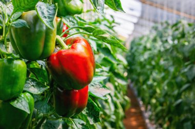 Bahçedeki ağaçta çan biberi asılı.