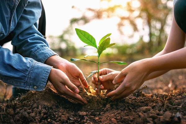 Два человека сажают вместе дерево. Концепция совместной работы и сотрудничества, поскольку два человека работают вместе, чтобы вырастить молодое растение