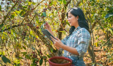 Kadın meyve toplarken tablete bakıyor. Ekose gömlek ve kot pantolon giyiyor.