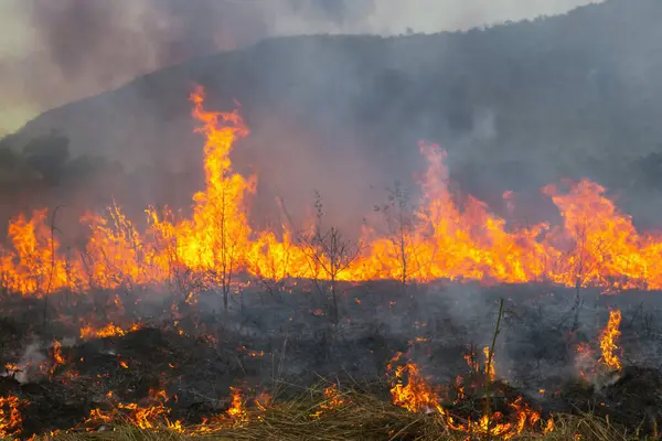 Ateş, havada dumanla bir tarlada yanıyor. Yangın çok büyük ve hızla yayılıyor.