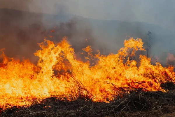 Bir tarlada bir sürü kuru çalıyla yangın var. Yangın çok büyük ve hızla yayılıyor.