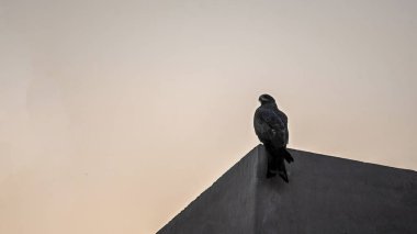 Bu resim, alacakaranlıkta binanın kenarına konmuş bir kartalı çekiyor..