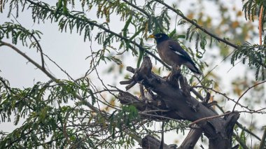 Güzel Myna Ağaç Dalında Oturuyor. Myna 'lar sığırcık familyasından bir kuş grubu..