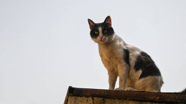 Çatıdaki En Şirin Islık Siyah Pers Sokak Kedisi