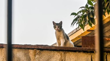 Çatıdaki En Şirin Islık Siyah Pers Sokak Kedisi