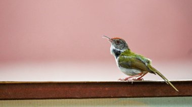 Duvardaki Güzel Renkli Finch, HD Duvar Kağıdı.