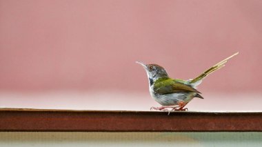 Duvardaki Güzel Renkli Finch, HD Duvar Kağıdı.