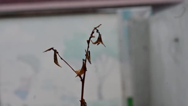 Video Planta Muerta Euphorbia Platyclade Comúnmente Conocida Como Planta Muerta — Vídeo de stock