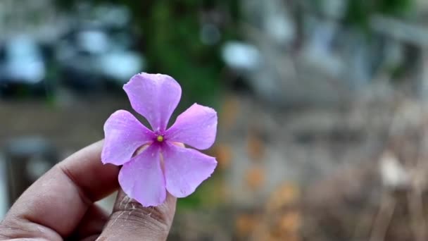 Fiore Rosa Del Orchid Nella Mano Con Pioggia Nello Sfondo — Video Stock