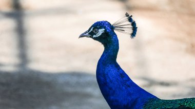 Güzel Renkli Tavuskuşu Portresi, HD Kuş Duvar Kağıdı