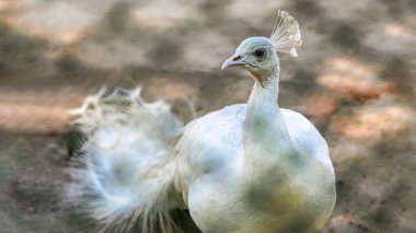 Son derece Güzel Beyaz Tavuskuşu Portresi