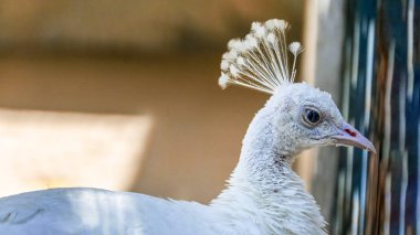 Son derece Güzel Beyaz Tavuskuşu Portresi