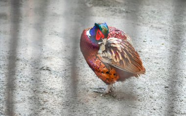 Renkli Horoz 'un Güneş Işığının Sıcaklığında Uyuması.