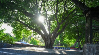 Meşe Ağaçları Korusu 'nun arkasında yükselen Güneş Ağaç' ın tam arkasında, Güzel, Parlak Güneş Arkaplanı.