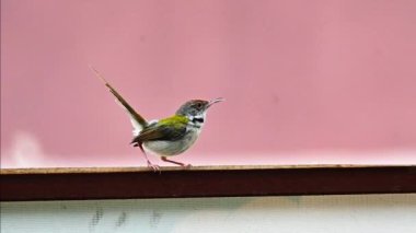 Güzel Avustralyalı Finch (Kuş) Terasta, 4K Video
