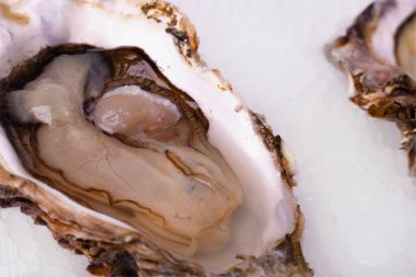 Buzda taze istiridye ve beyaz arka planda gölgeler. Kesme yolu. İstiridye kapağı açıldı. Çiğ Fransız istiridye yumuşakçaları, kabuklu deniz hayvanları ya da midye koleksiyonu. Yüksek kalite fotoğraf